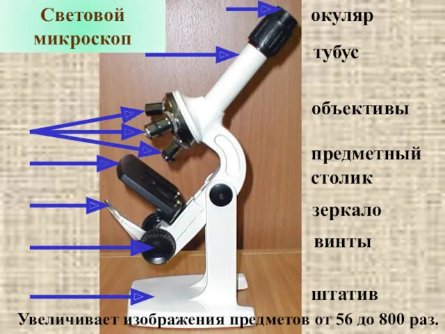 Световой микроскоп Увеличивает изображения предметов от 56 до 800 раз.