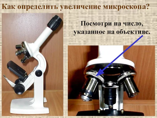 Как определить увеличение микроскопа? Посмотри на число, указанное на объективе.