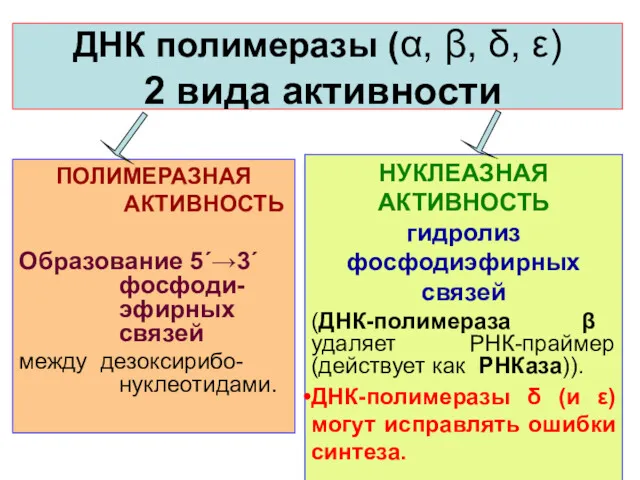 ДНК полимеразы (α, β, δ, ε) 2 вида активности НУКЛЕАЗНАЯ