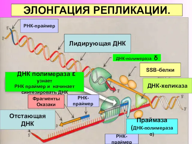 ЭЛОНГАЦИЯ РЕПЛИКАЦИИ. РНК-праймер ДНК-хеликаза РНК-праймер РНК-праймер Фрагменты Оказаки Праймаза (ДНК-полимераза