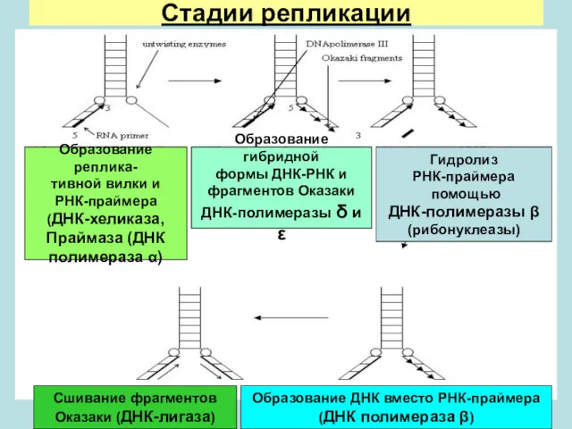 Стадии репликации Образование реплика- тивной вилки и РНК-праймера (ДНК-хеликаза, Праймаза