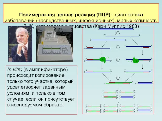 Полимеразная цепная реакция (ПЦР) - диагностика заболеваний (наследственных, инфекционных), малых