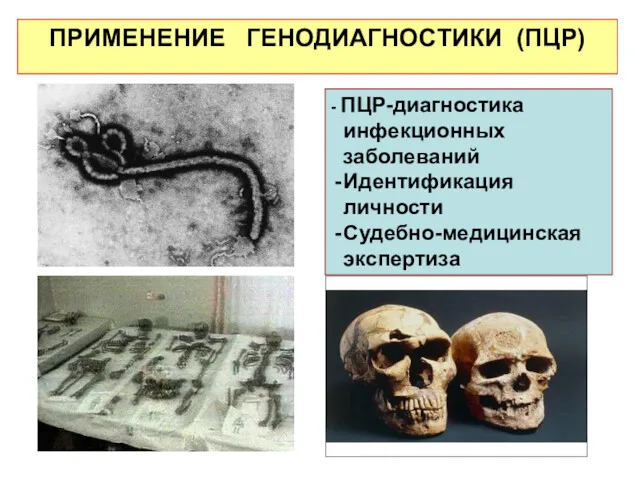 ПРИМЕНЕНИЕ ГЕНОДИАГНОСТИКИ (ПЦР) - ПЦР-диагностика инфекционных заболеваний Идентификация личности Судебно-медицинская экспертиза