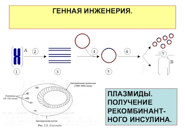 ГЕННАЯ ИНЖЕНЕРИЯ. ПЛАЗМИДЫ. ПОЛУЧЕНИЕ РЕКОМБИНАНТ-НОГО ИНСУЛИНА.