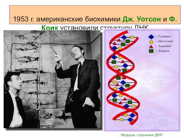 1953 г. американские биохимики Дж. Уотсон и Ф.Крик установили структуру ДНК