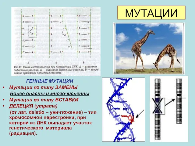 МУТАЦИИ ГЕННЫЕ МУТАЦИИ Мутации по типу ЗАМЕНЫ Более опасны и