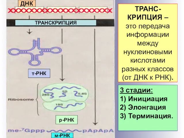 ТРАНС-КРИПЦИЯ – это передача информации между нуклеиновыми кислотами разных классов