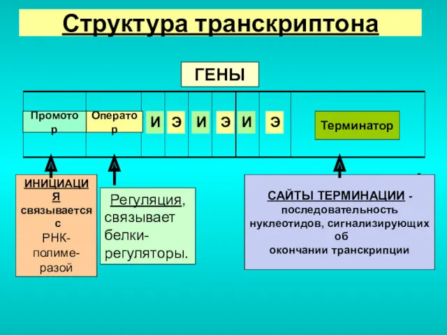 Genes Регуляция, связывает белки-регуляторы. sequence of nucleotides giving the signal