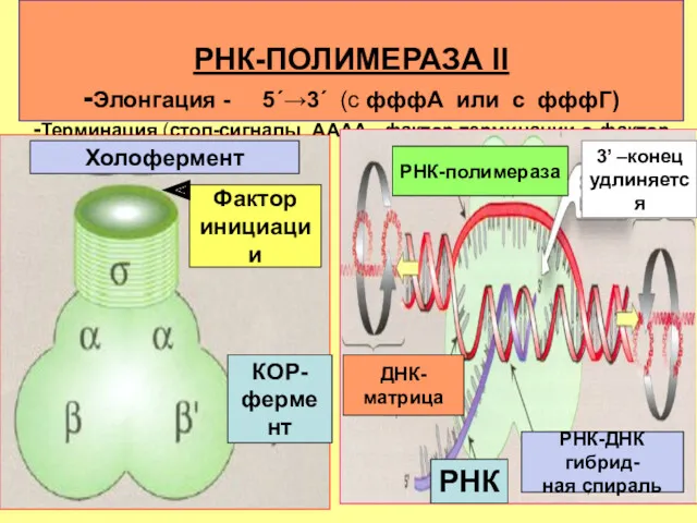 РНК-ПОЛИМЕРАЗА II -Элонгация - 5΄→3΄ (с фффA или с фффГ)