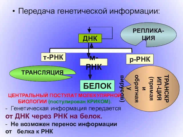 Передача генетической информации: DNA t RNA r RNA m RNA