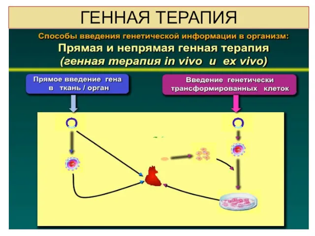 ГЕННАЯ ТЕРАПИЯ