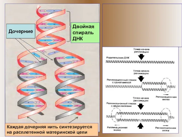 ппп Дочерние Каждая дочерняя нить синтезируется на расплетенной материнской цепи Двойная спираль ДНК
