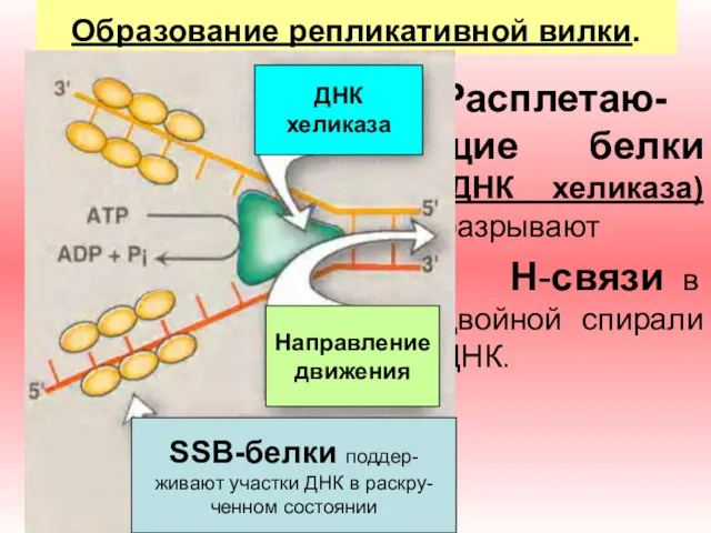 Образование репликативной вилки. Расплетаю-щие белки (ДНК хеликаза) разрывают H-связи в