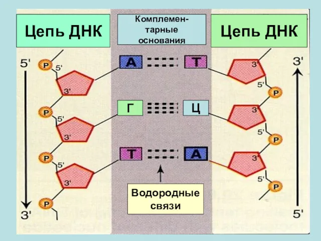 Цепь ДНК Цепь ДНК Г Ц Водородные связи Цепь ДНК Комплемен- тарные основания