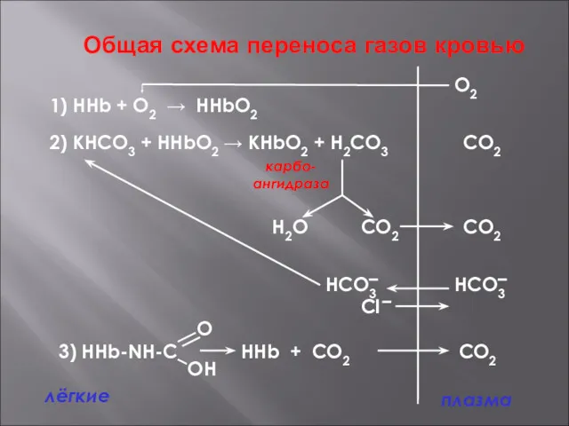 Общая схема переноса газов кровью плазма лёгкие 1) ННb +