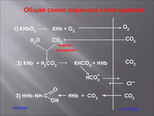 Общая схема переноса газов кровью плазма ткани 1) КHbO2 КНb