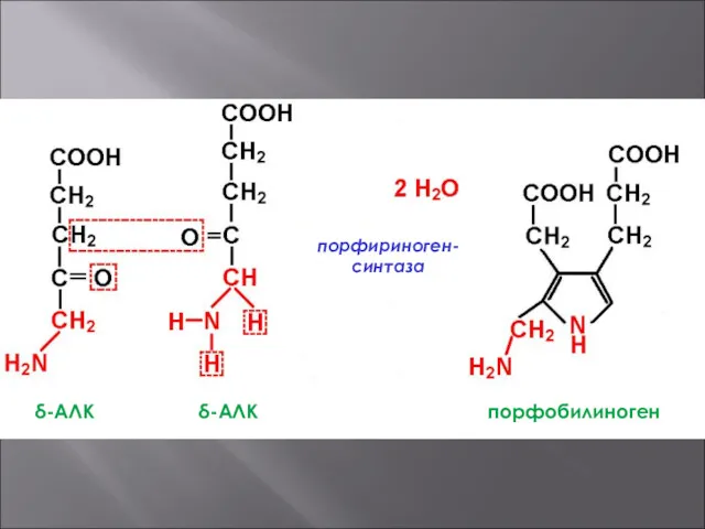+ порфириноген-синтаза δ-АЛК δ-АЛК порфобилиноген