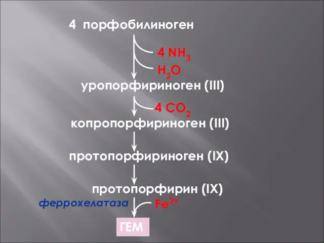 4 порфобилиноген 4 NH3 H2O уропорфириноген (III) копропорфириноген (III) протопорфириноген