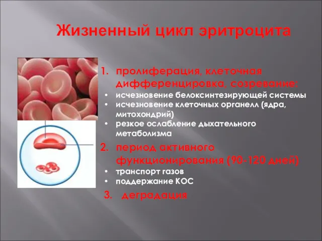 Жизненный цикл эритроцита пролиферация, клеточная дифференцировка, созревание: исчезновение белоксинтезирующей системы