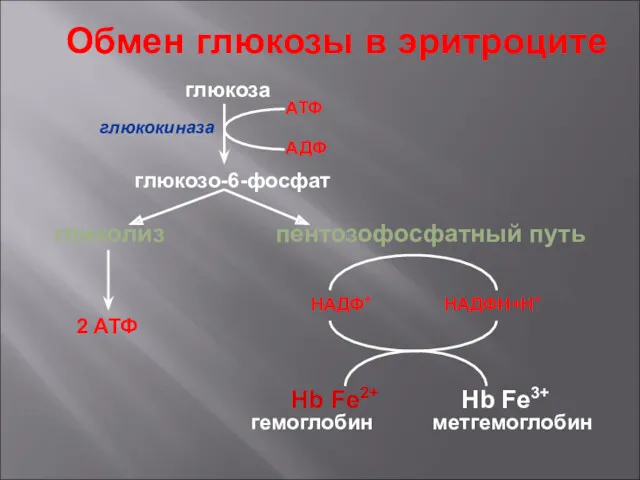 Обмен глюкозы в эритроците глюкоза глюкозо-6-фосфат гликолиз пентозофосфатный путь АТФ