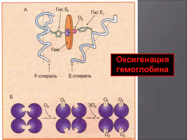 Оксигенация гемоглобина