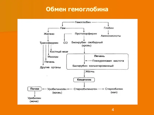 Обмен гемоглобина