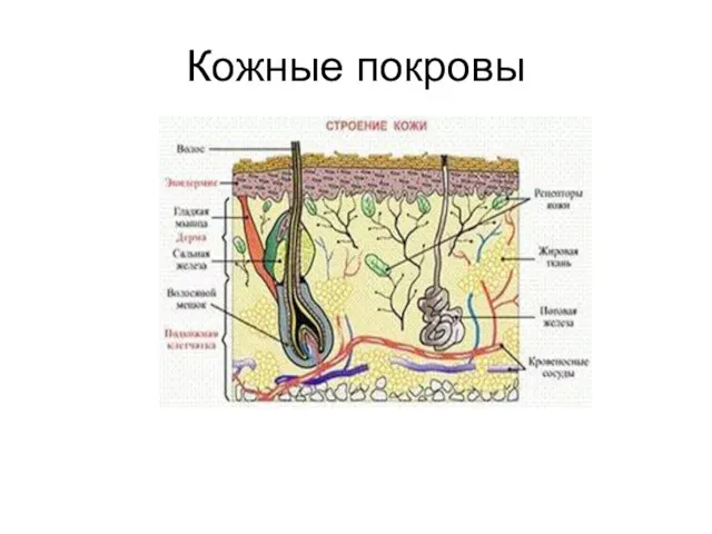 Кожные покровы