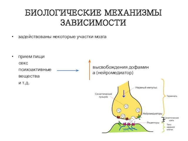 БИОЛОГИЧЕСКИЕ МЕХАНИЗМЫ ЗАВИСИМОСТИ задействованы некоторые участки мозга прием пищи секс