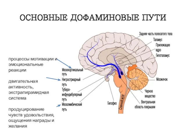 ОСНОВНЫЕ ДОФАМИНОВЫЕ ПУТИ процессы мотивации и эмоциональные реакции двигательная активность,