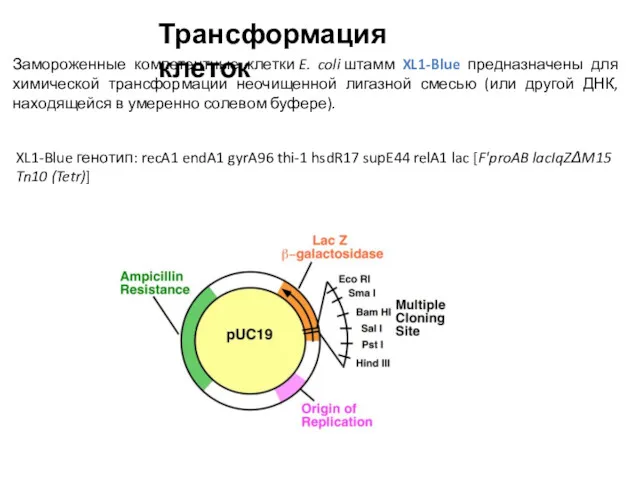 Замороженные компетентные клетки E. coli штамм XL1-Blue предназначены для химической