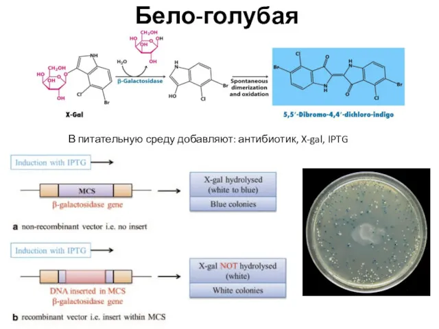 В питательную среду добавляют: антибиотик, X-gal, IPTG Бело-голубая селекция