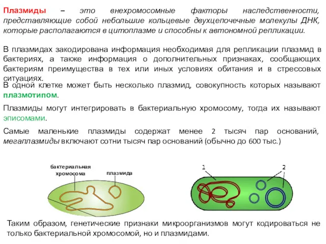 Плазмиды – это внехромосомные факторы наследственности, представляющие собой небольшие кольцевые