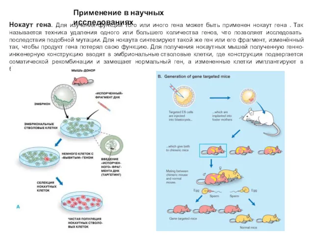 Применение в научных исследованиях Нокаут гена. Для изучения функции того