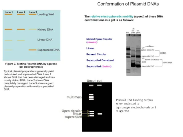 Plasmid DNA banding pattern when subjected to agarose gel electrophoresis on 1 % agarose