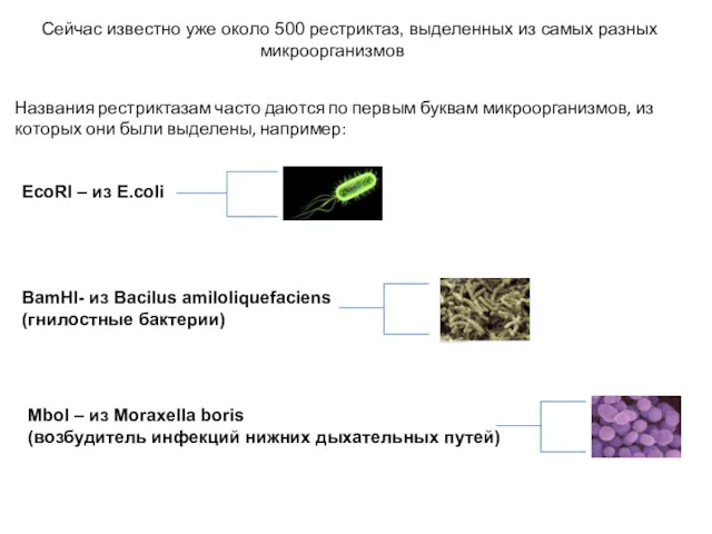 Сейчас известно уже около 500 рестриктаз, выделенных из самых разных