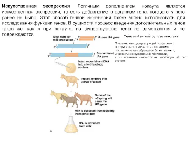 Искусственная экспрессия. Логичным дополнением нокаута является искусственная экспрессия, то есть