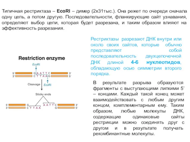 Типичная рестриктаза – EcoRI – димер (2х31тыс.). Она режет по