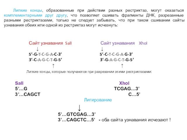 Сайт узнавания SalI Сайт узнавания XhoI ↓ ↓ 5’-G-T-C-G-A-C-3’ 5’-C-T-C-G-A-G-3’