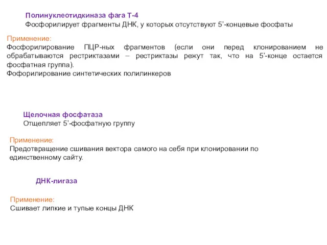 Полинуклеотидкиназа фага Т-4 Фосфорилирует фрагменты ДНК, у которых отсутствуют 5’-концевые