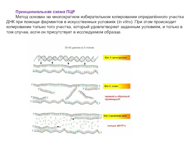 Принципиальная схема ПЦР Метод основан на многократном избирательном копировании определённого