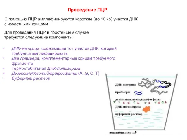 Проведение ПЦР С помощью ПЦР амплифицируются короткие (до 10 kb)