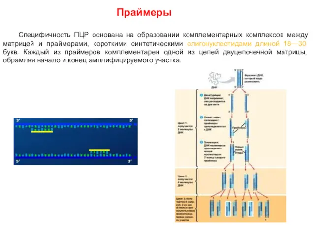 Праймеры Специфичность ПЦР основана на образовании комплементарных комплексов между матрицей