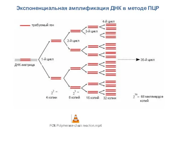 Экспоненциальная амплификация ДНК в методе ПЦР