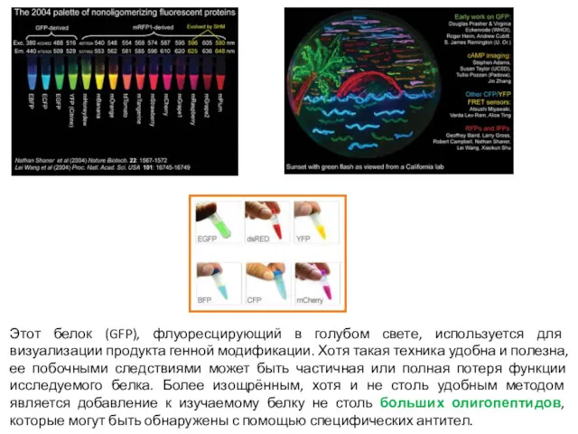 Этот белок (GFP), флуоресцирующий в голубом свете, используется для визуализации