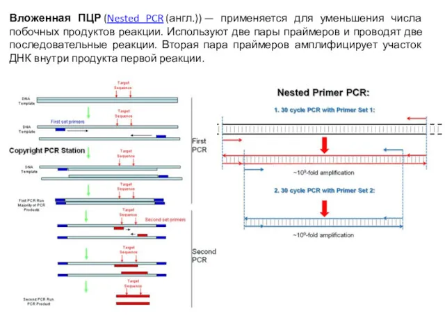 Вложенная ПЦР (Nested PCR (англ.)) — применяется для уменьшения числа