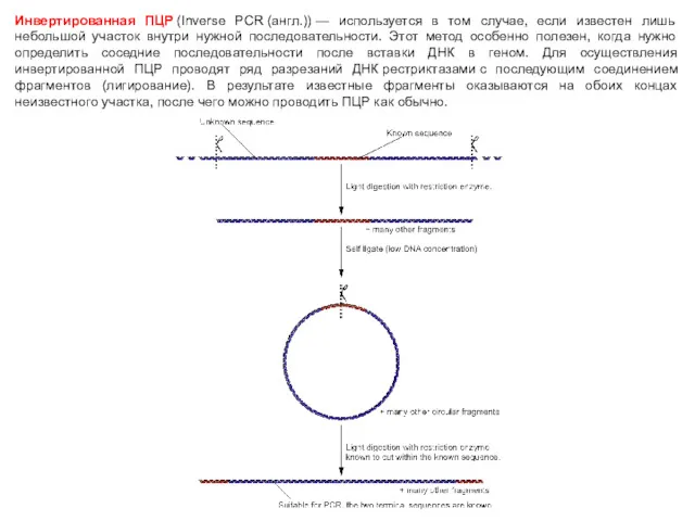 Инвертированная ПЦР (Inverse PCR (англ.)) — используется в том случае,