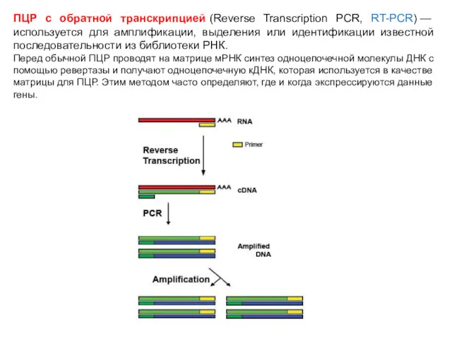 ПЦР с обратной транскрипцией (Reverse Transcription PCR, RT-PCR) — используется