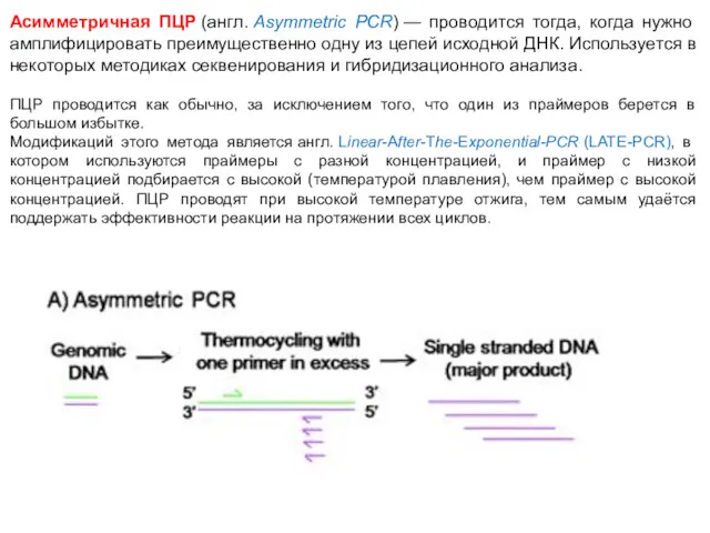 Асимметричная ПЦР (англ. Asymmetric PCR) — проводится тогда, когда нужно