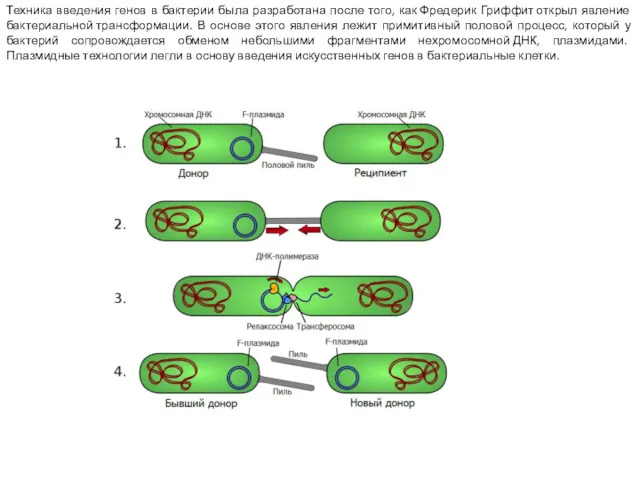 Техника введения генов в бактерии была разработана после того, как