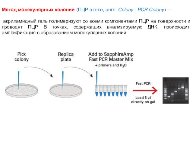 Метод молекулярных колоний (ПЦР в геле, англ. Colony - PCR